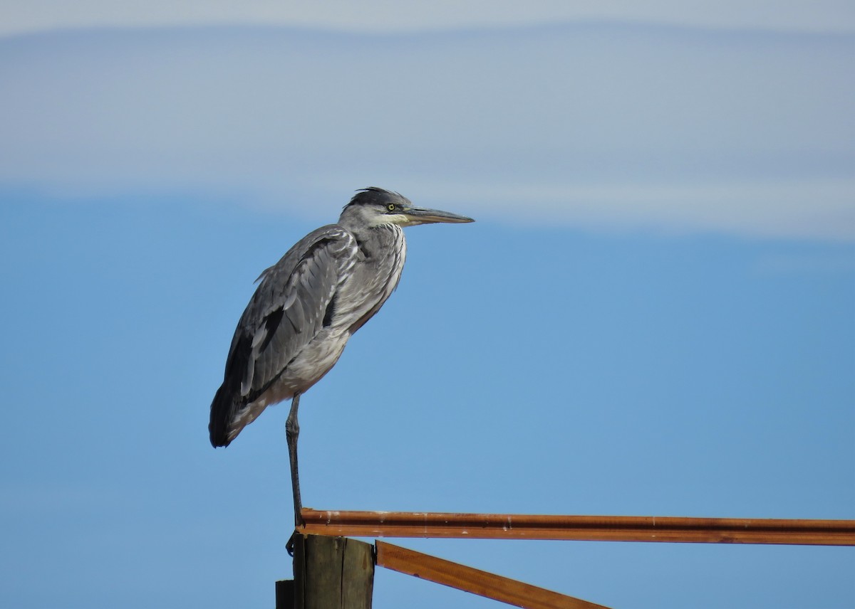 Garza Cuca - ML140224841