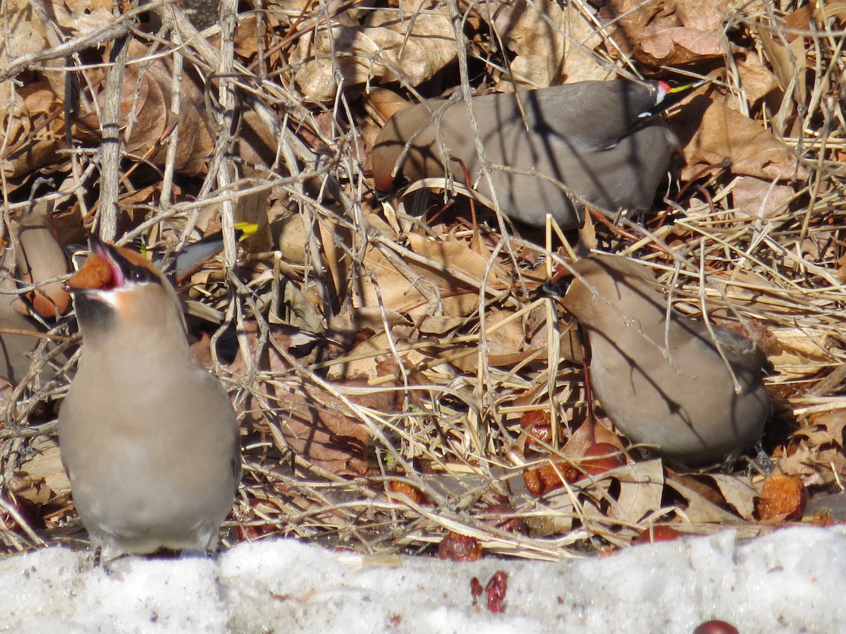 Bohemian Waxwing - Ron Wilson