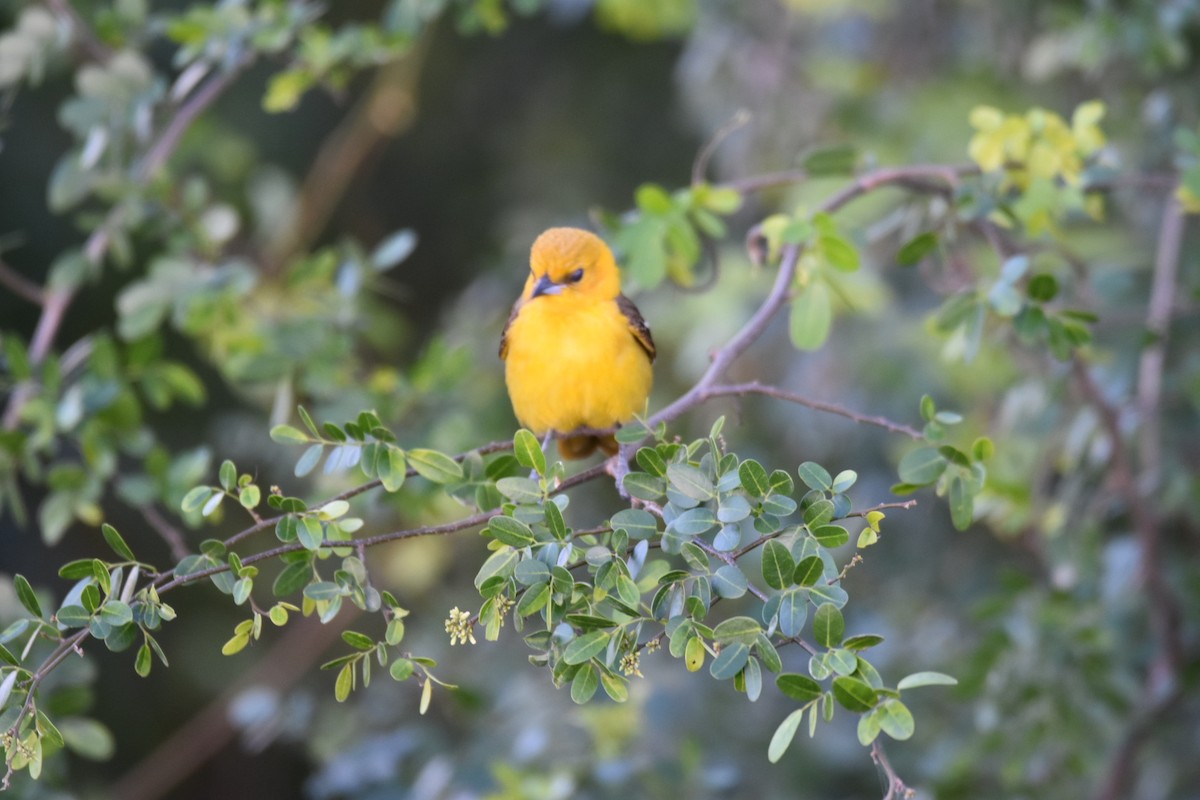 Hooded Oriole (igneus) - ML140227651
