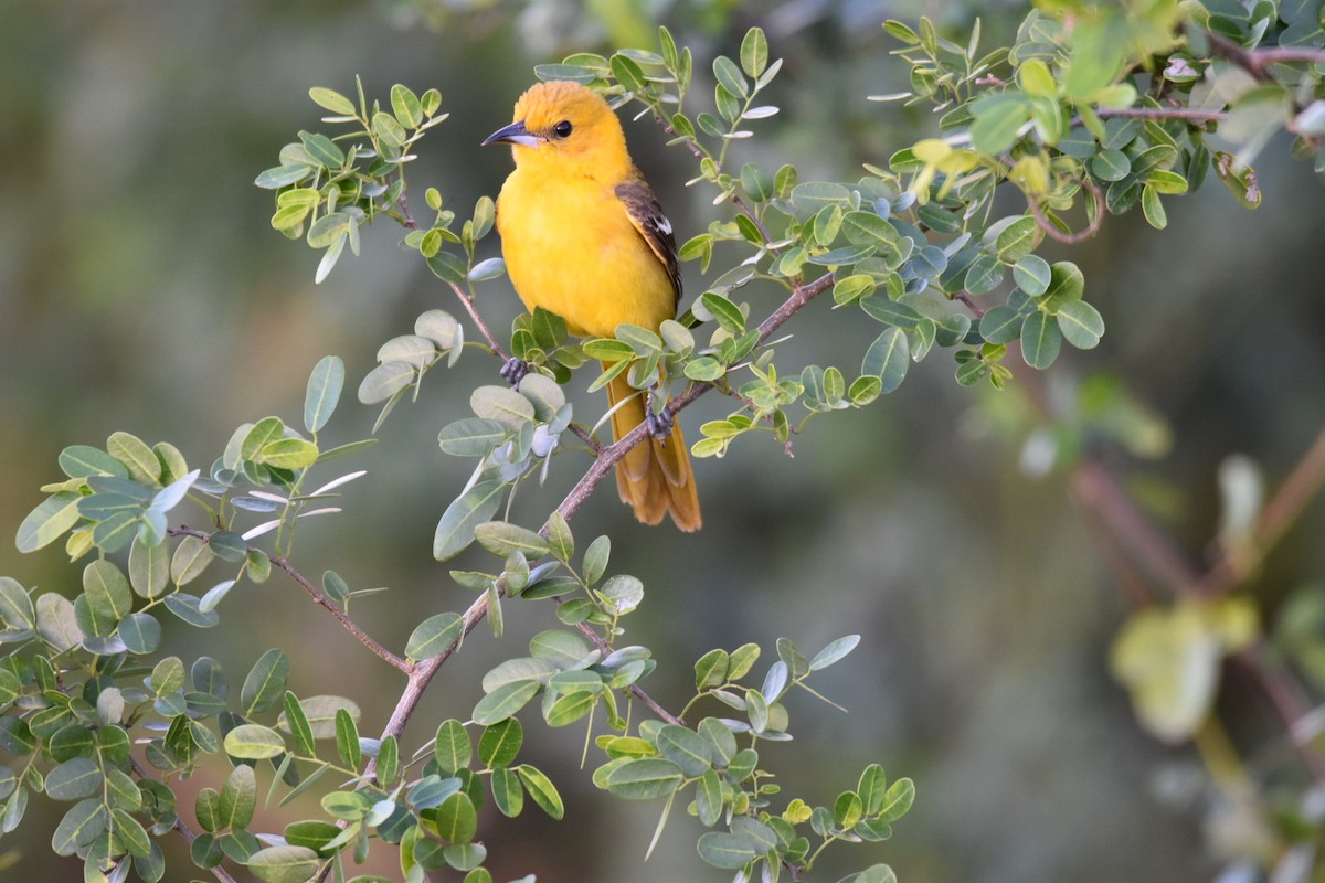 Hooded Oriole (igneus) - ML140227661