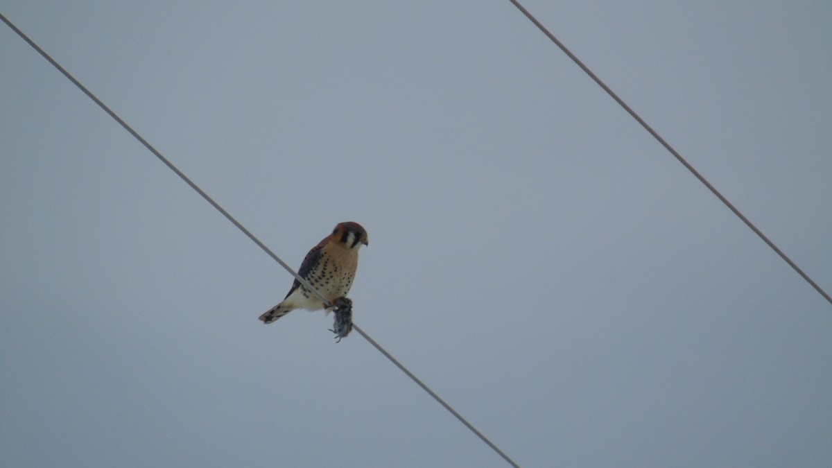 American Kestrel - ML140228271