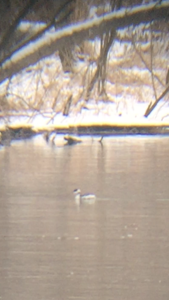 Horned Grebe - ML140228871