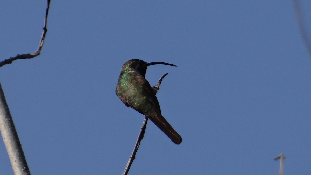 Mexican Sheartail - ML140228891