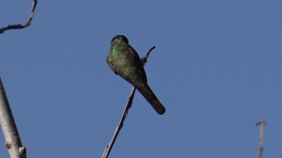 Mexican Sheartail - ML140228921