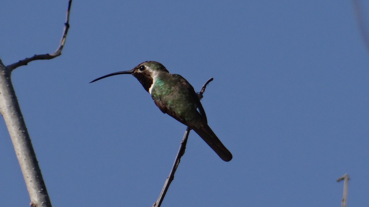 Mexican Sheartail - ML140228931