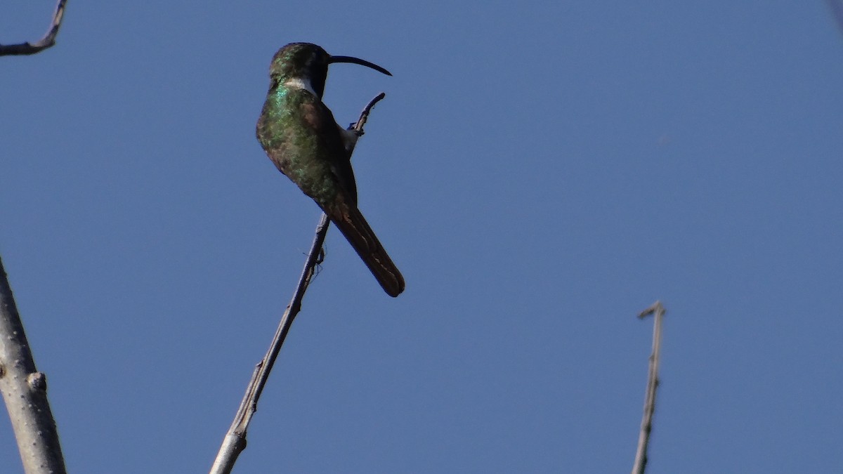 Mexican Sheartail - ML140228941