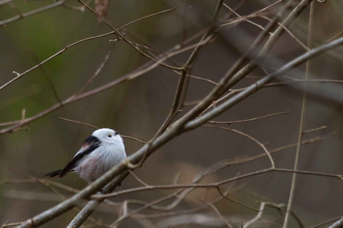 Long-tailed Tit - Martin H. Horny