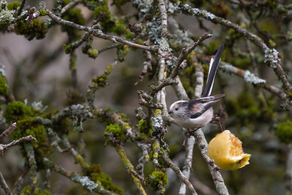 Long-tailed Tit - Martin H. Horny