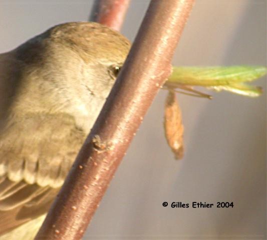 Ash-throated Flycatcher - ML140229491