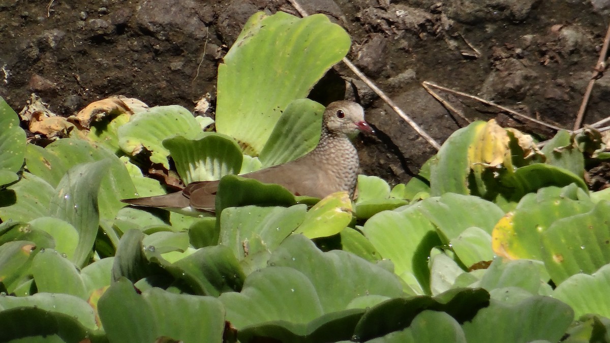 Common Ground Dove - ML140229501