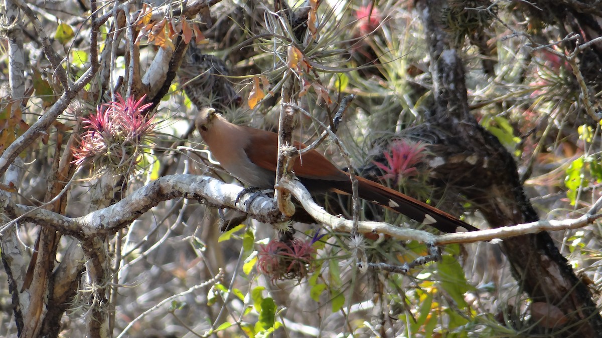 Squirrel Cuckoo - Aurelio Molina Hernández