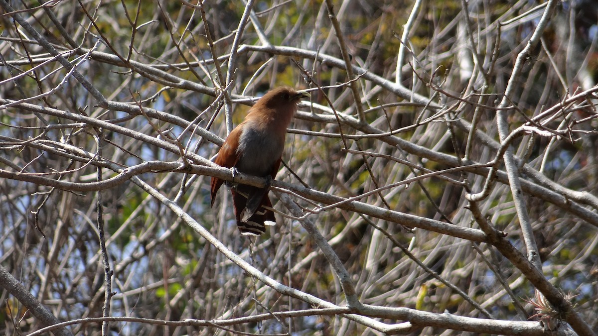 Squirrel Cuckoo - ML140229551