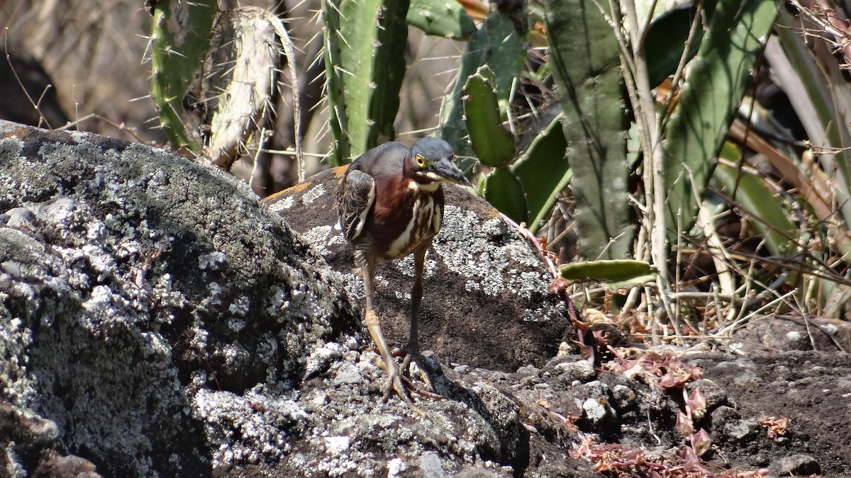 Green Heron - ML140230411