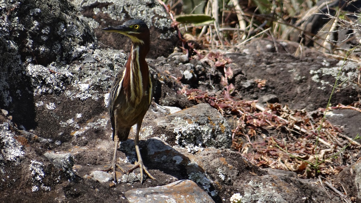 Green Heron - ML140230531