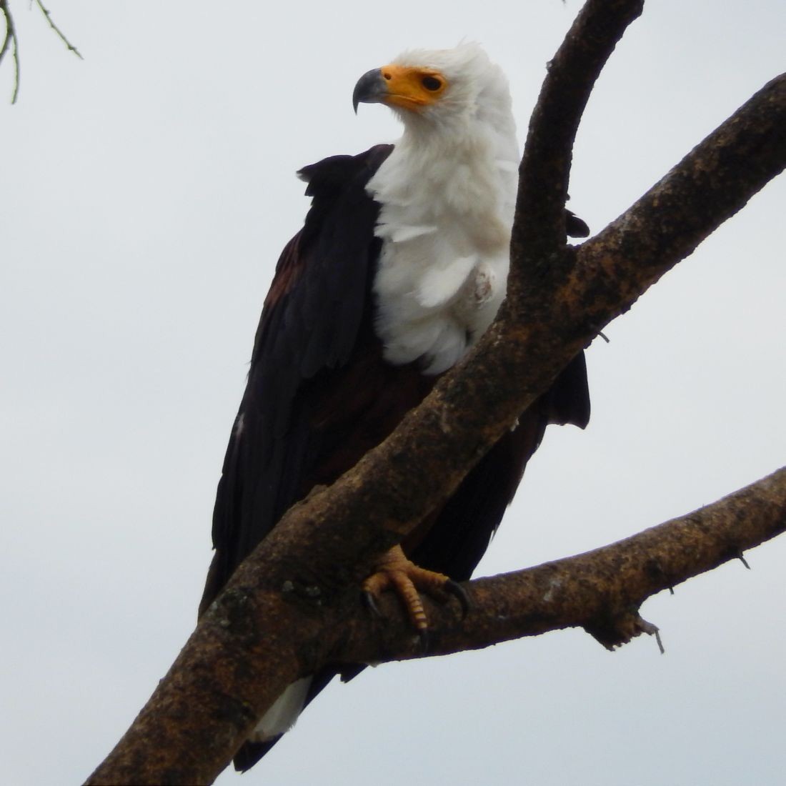 African Fish-Eagle - Fernando Nunes