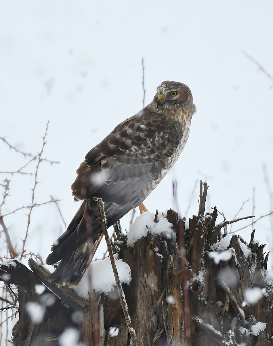 Northern Harrier - ML140231081