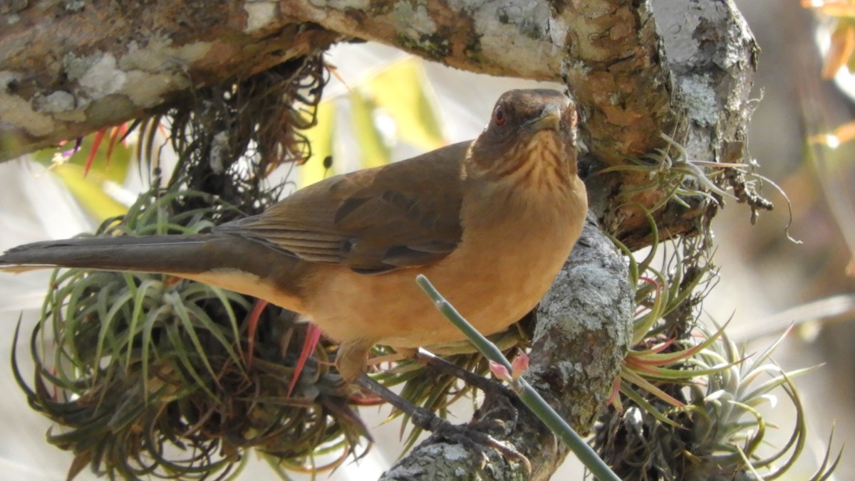 Clay-colored Thrush - ML140231281