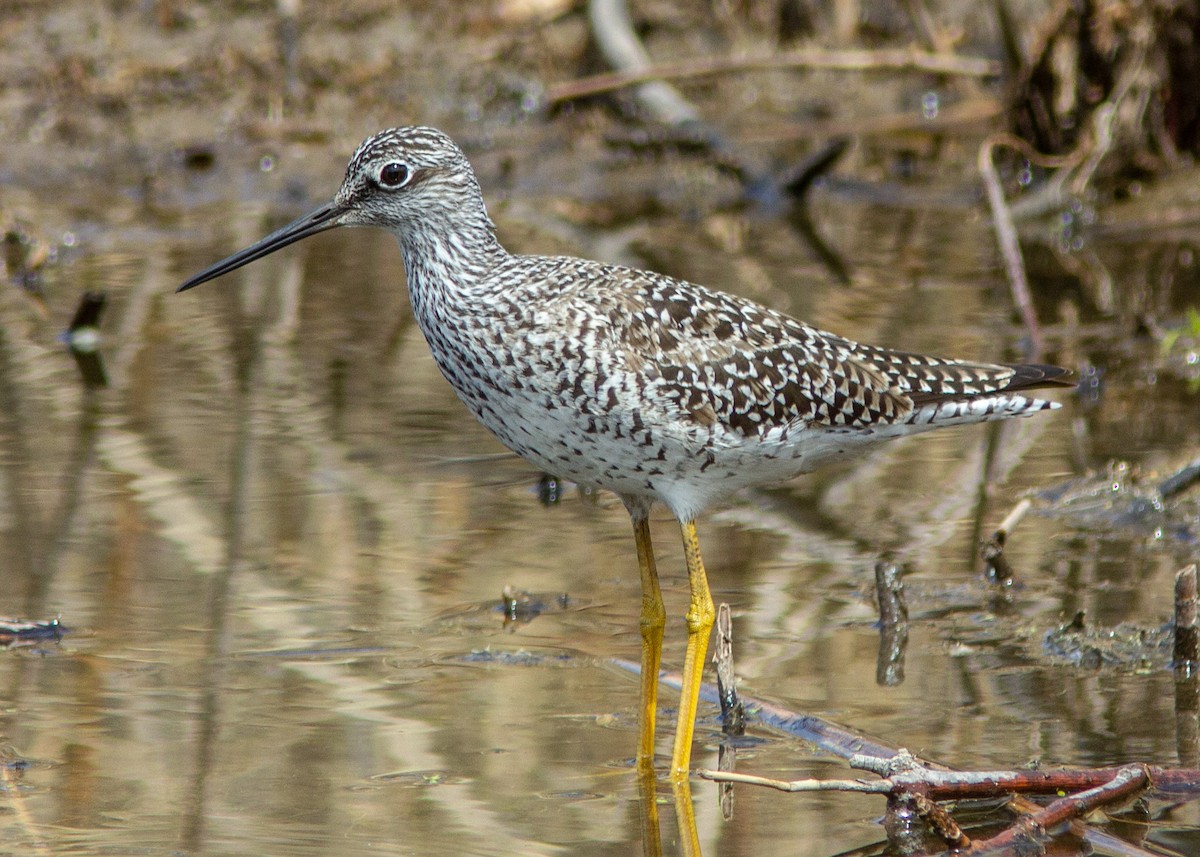 Greater Yellowlegs - Marc Boisvert