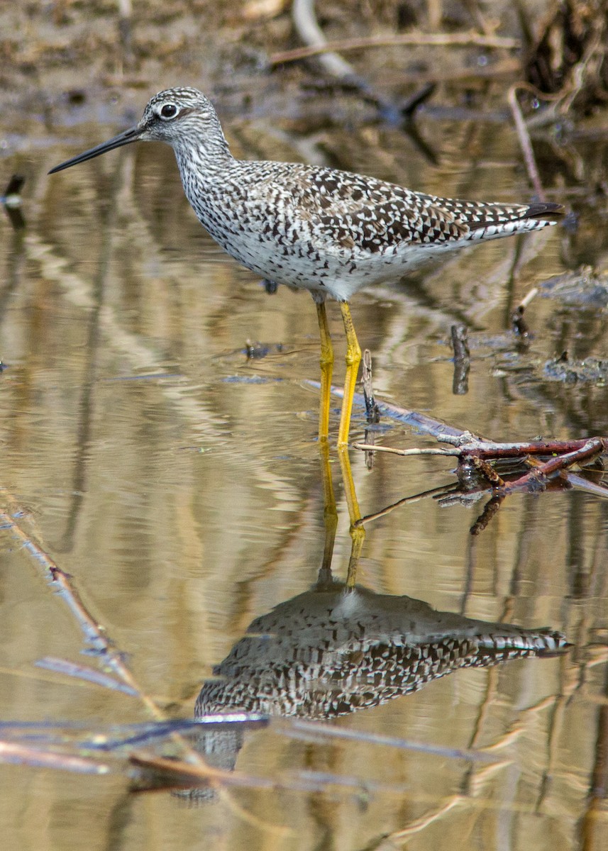 Greater Yellowlegs - ML140232781