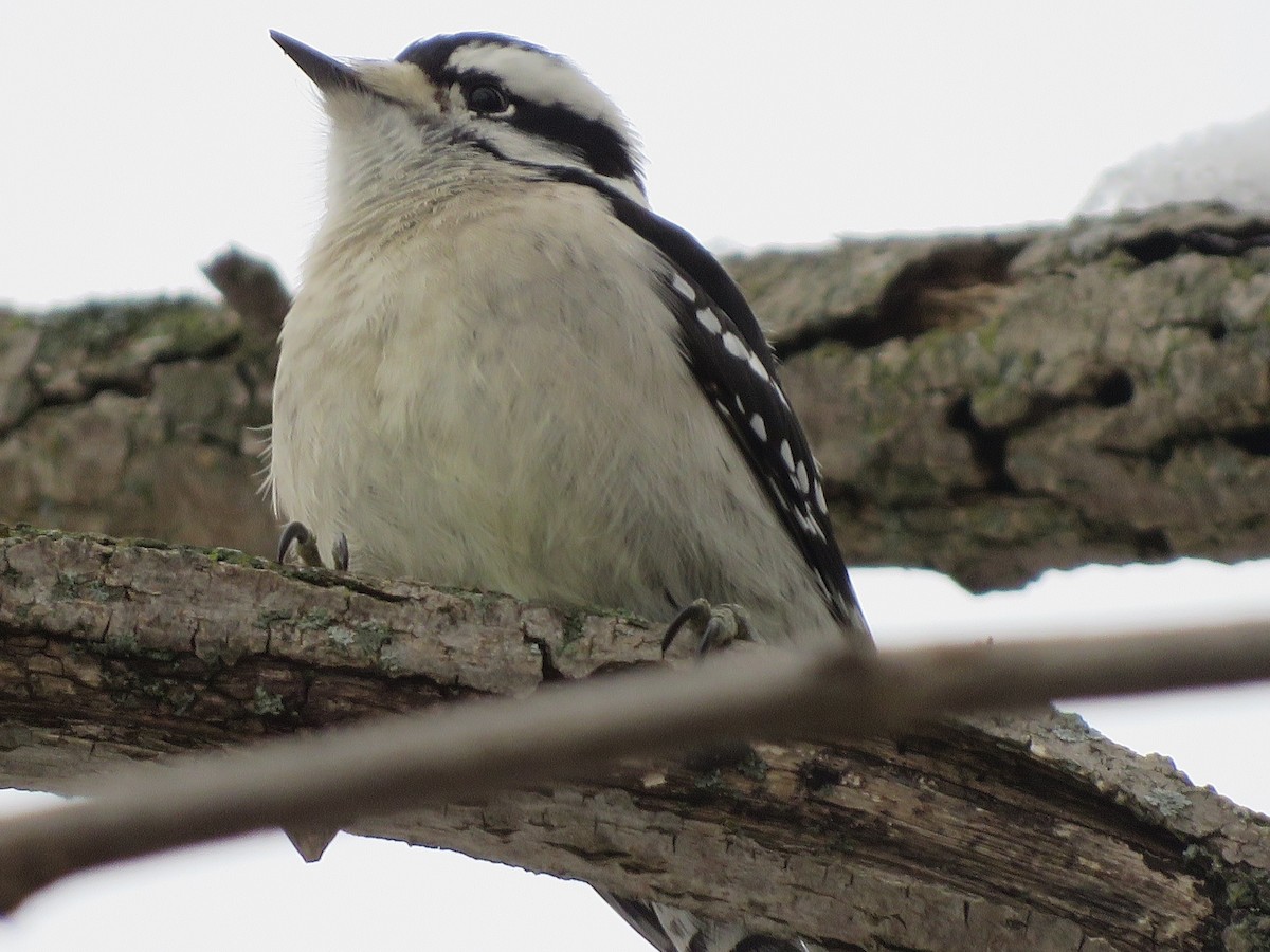 Downy Woodpecker - Anonymous