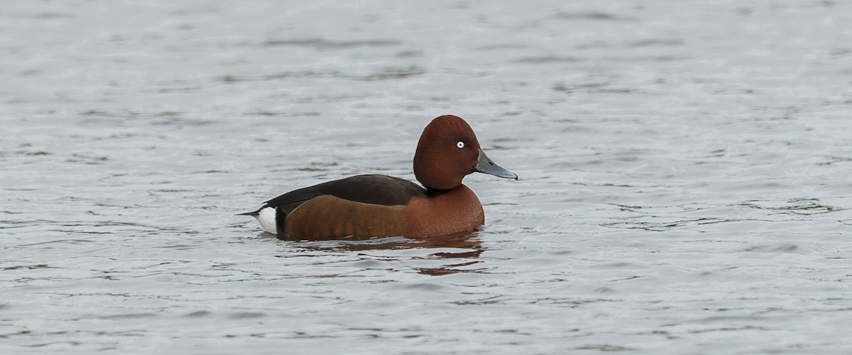 Ferruginous Duck - Rui Pereira | Portugal Birding