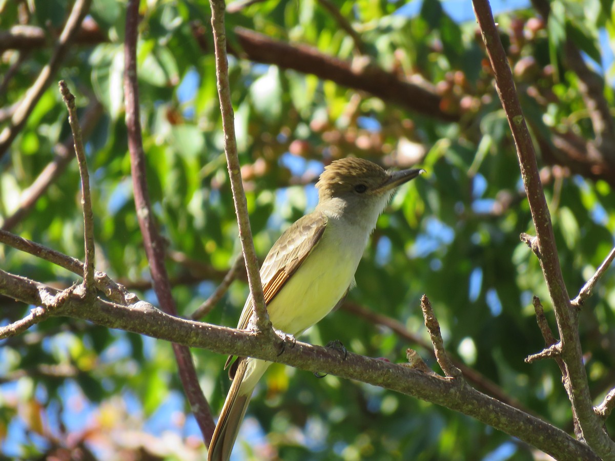 Brown-crested Flycatcher - Myron Gerhard