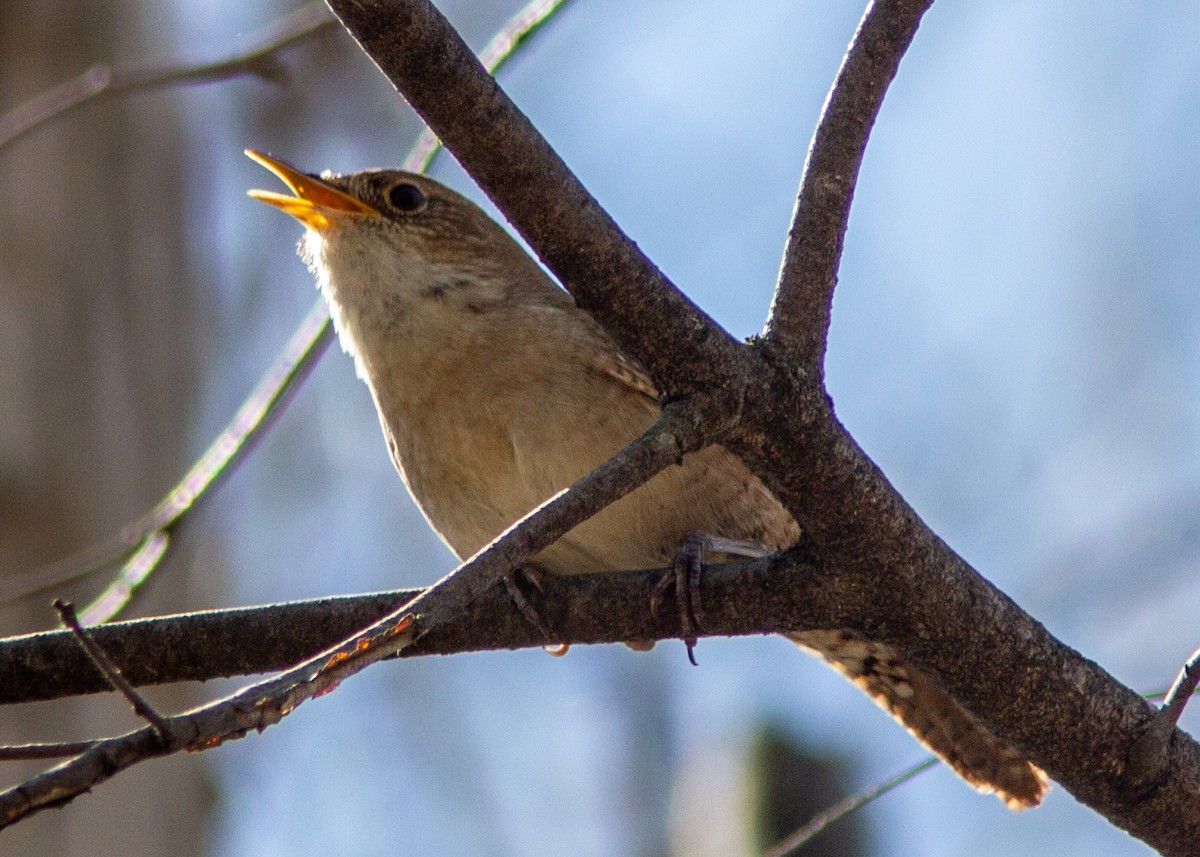 House Wren - Marc Boisvert