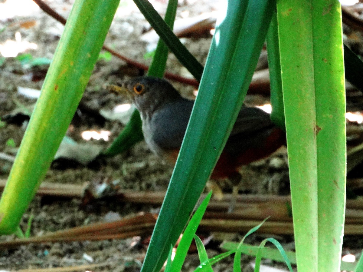 Rufous-bellied Thrush - ML140234941