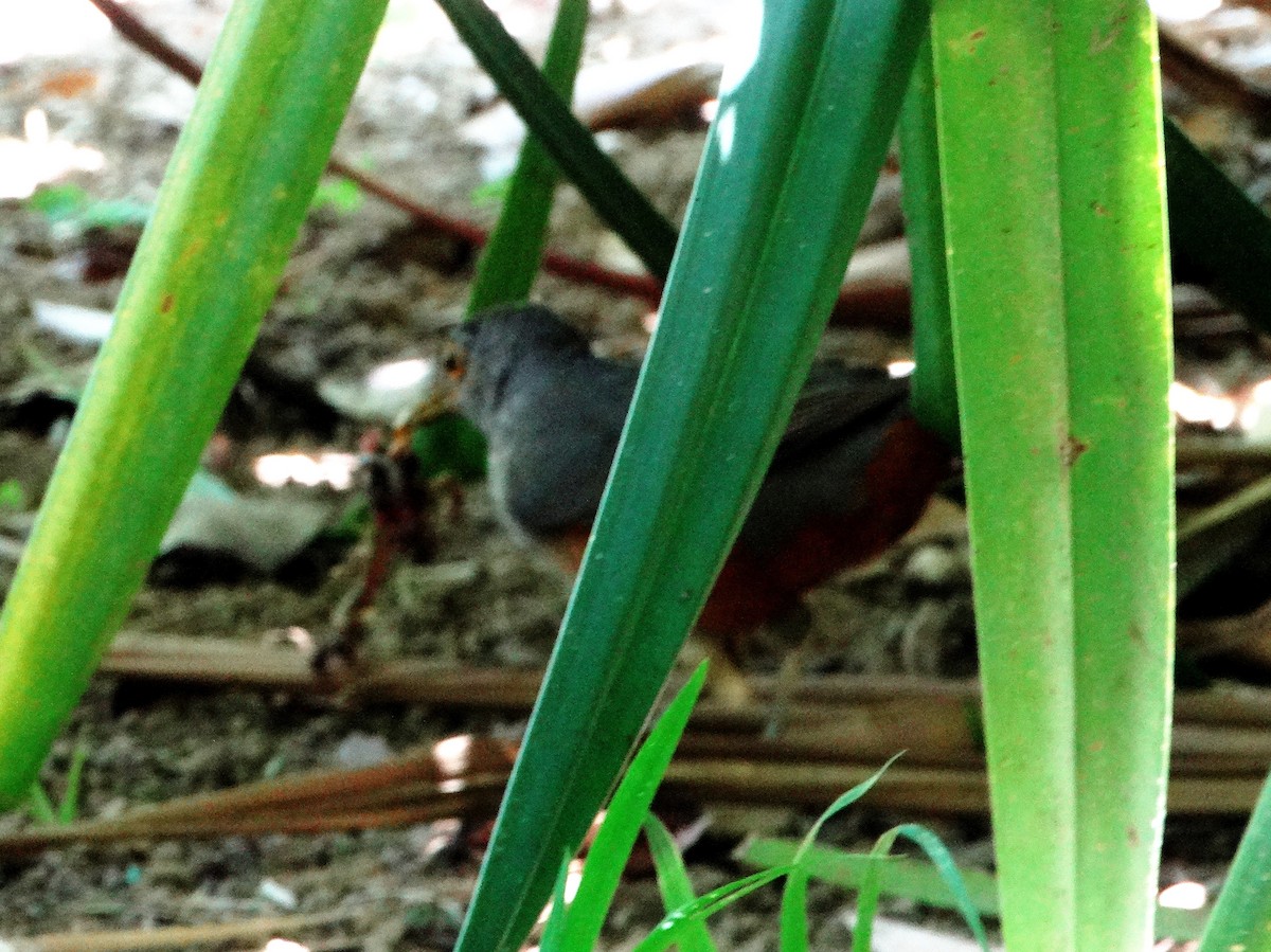 Rufous-bellied Thrush - ML140235021