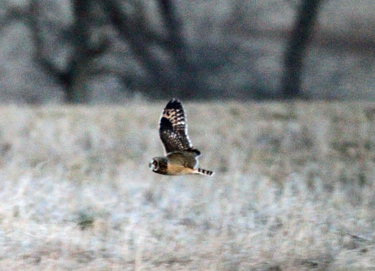 Short-eared Owl - ML140235201