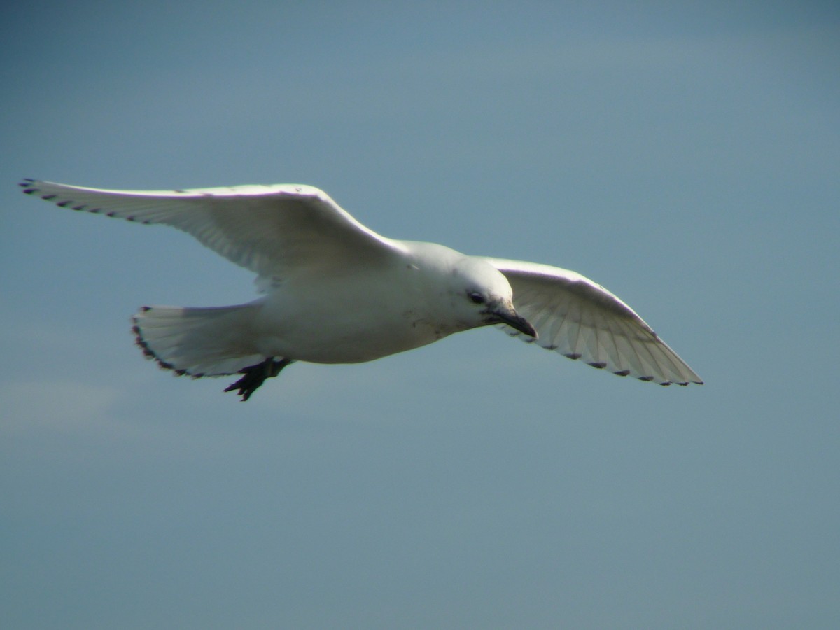 Mouette blanche - ML140235691