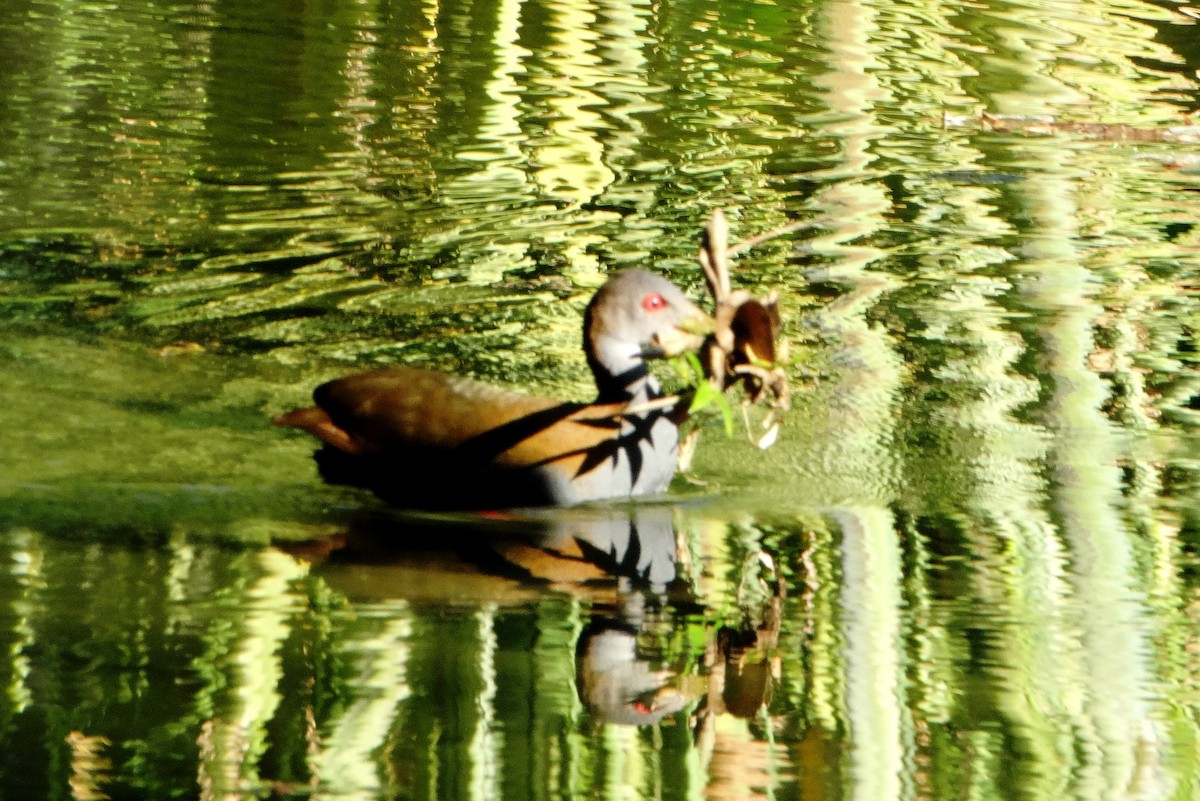 Slaty-breasted Wood-Rail - ML140235811