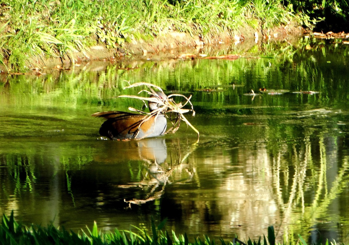 Slaty-breasted Wood-Rail - ML140235911