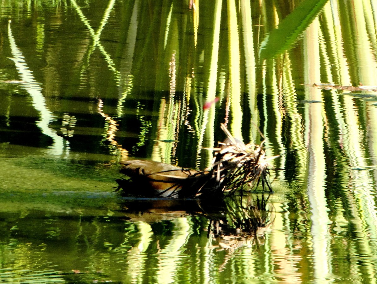 Slaty-breasted Wood-Rail - ML140236031
