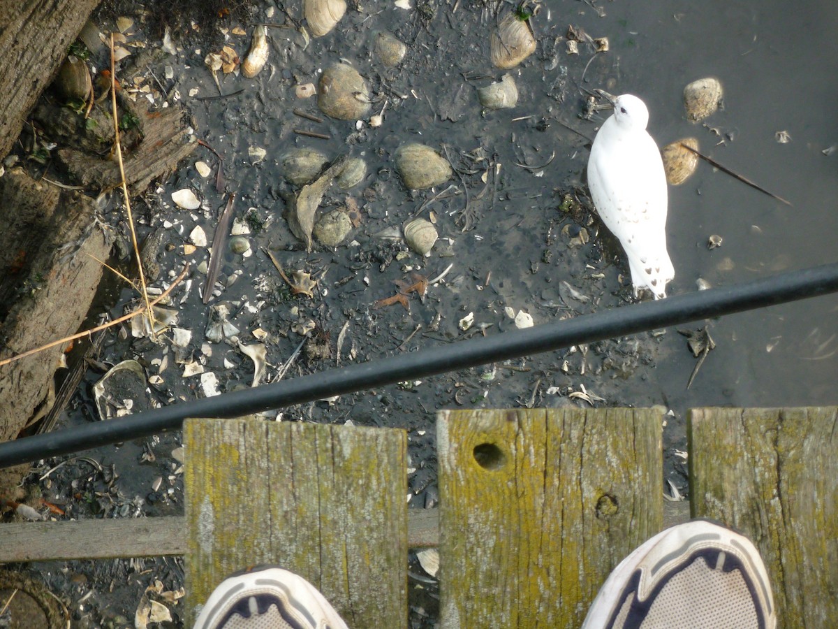 Mouette blanche - ML140236141