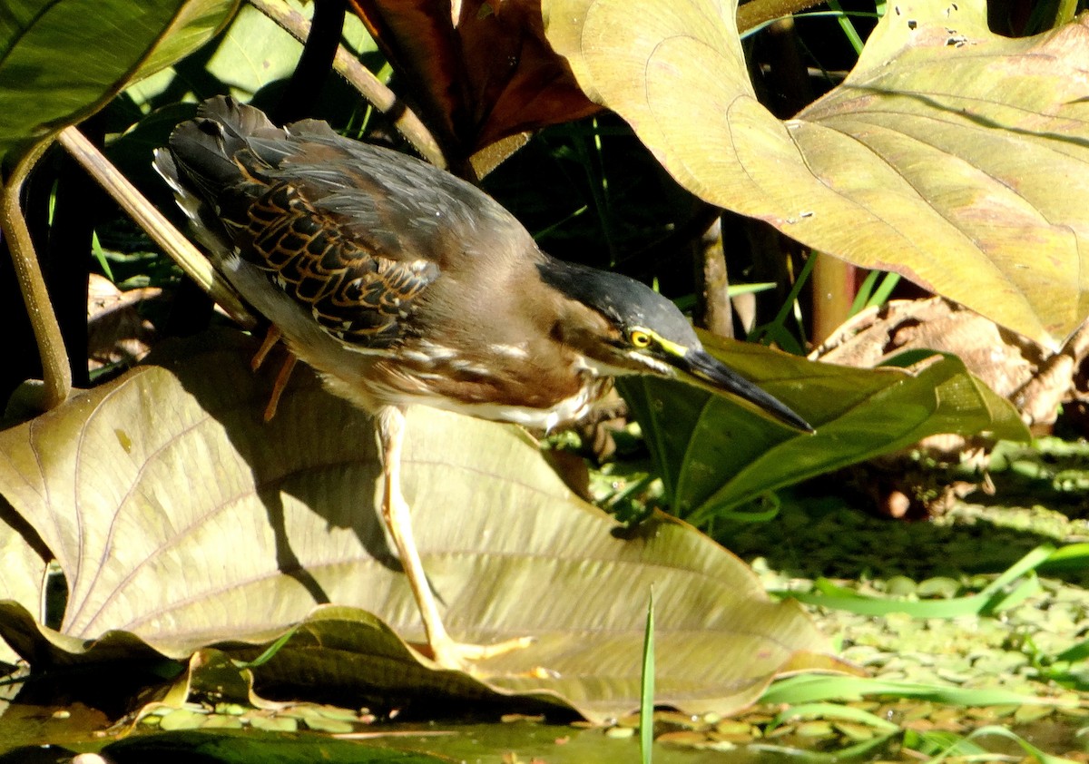 Striated Heron - ML140236941