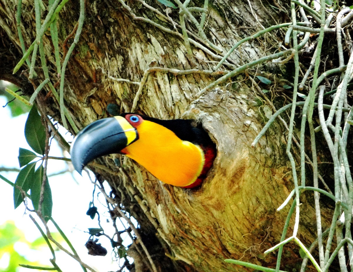 Channel-billed Toucan - ML140237471