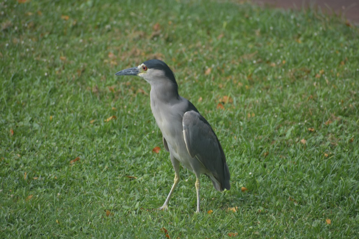 Black-crowned Night Heron - Mary Clifford