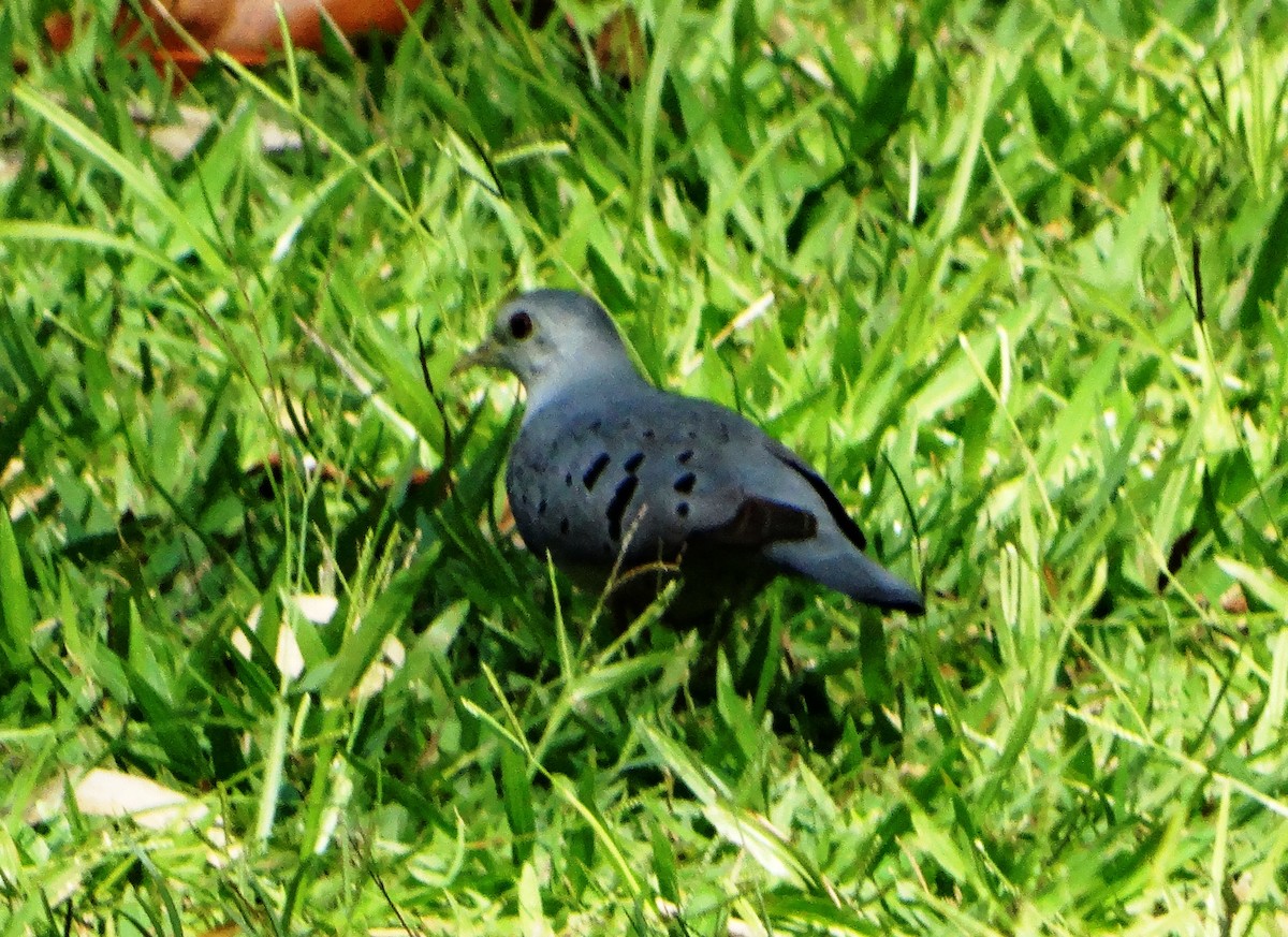 Blue Ground Dove - ML140237801