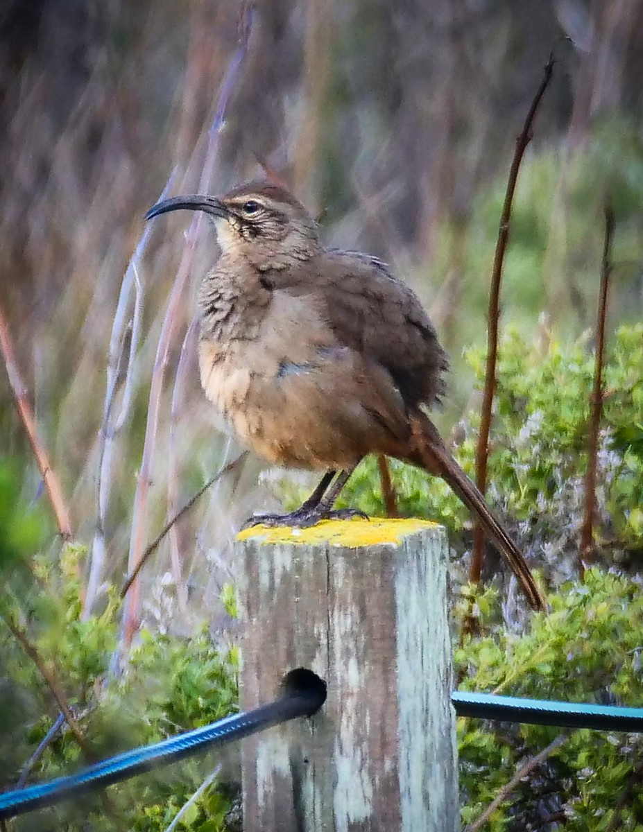 California Thrasher - ML140237961