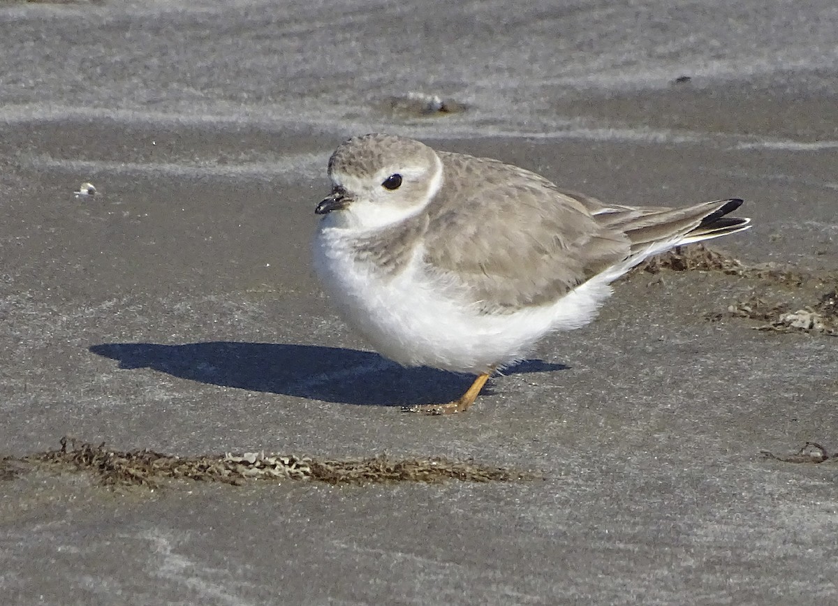 Piping Plover - ML140238231