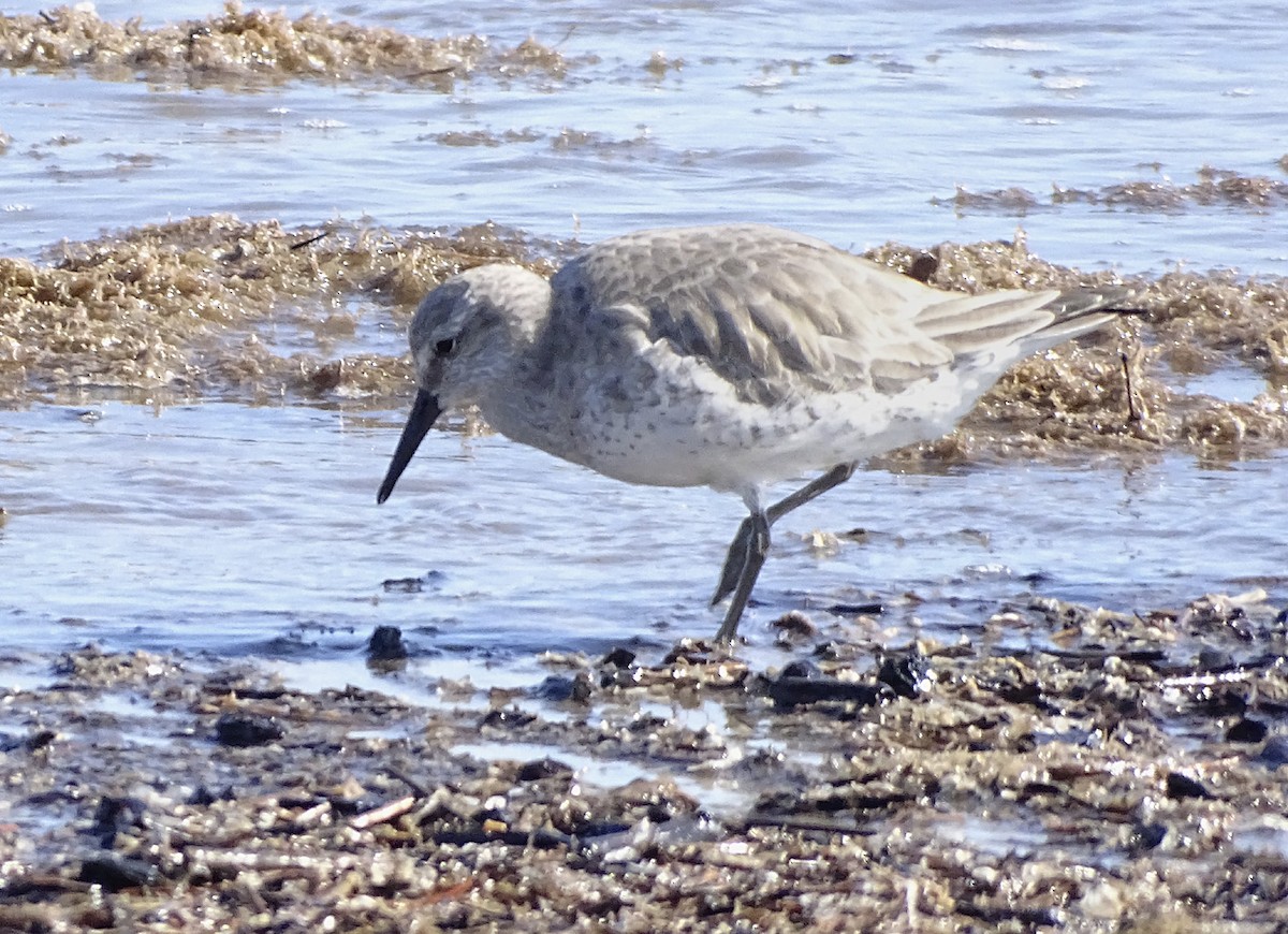 Red Knot - ML140238331