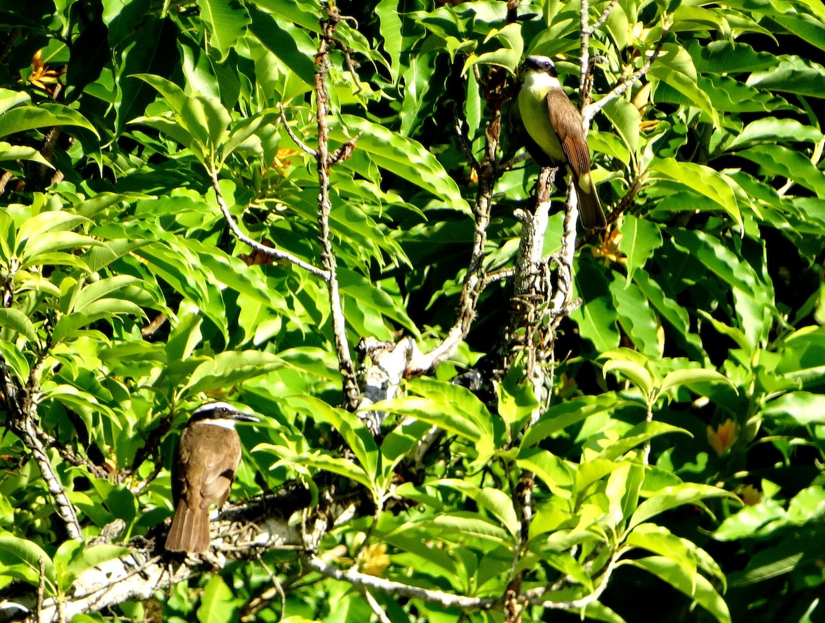 Boat-billed Flycatcher - ML140238411