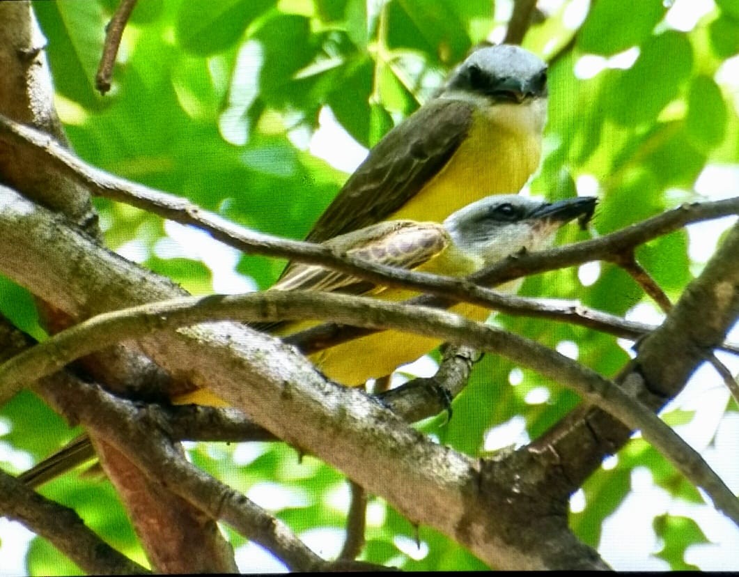 White-throated Kingbird - ML140240401