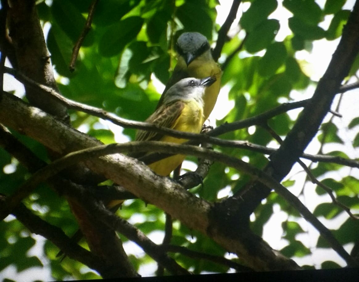 White-throated Kingbird - ML140240411