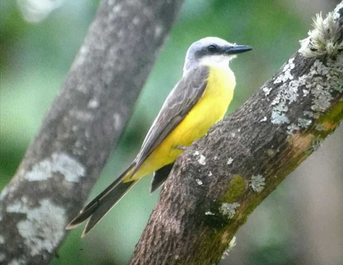 White-throated Kingbird - ML140240421