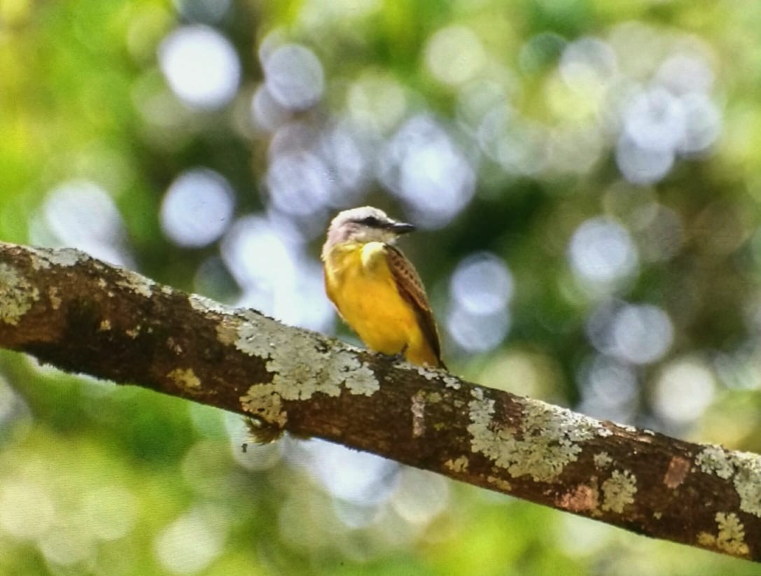 White-throated Kingbird - ML140240431