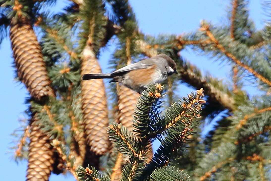 Boreal Chickadee - ML140242011