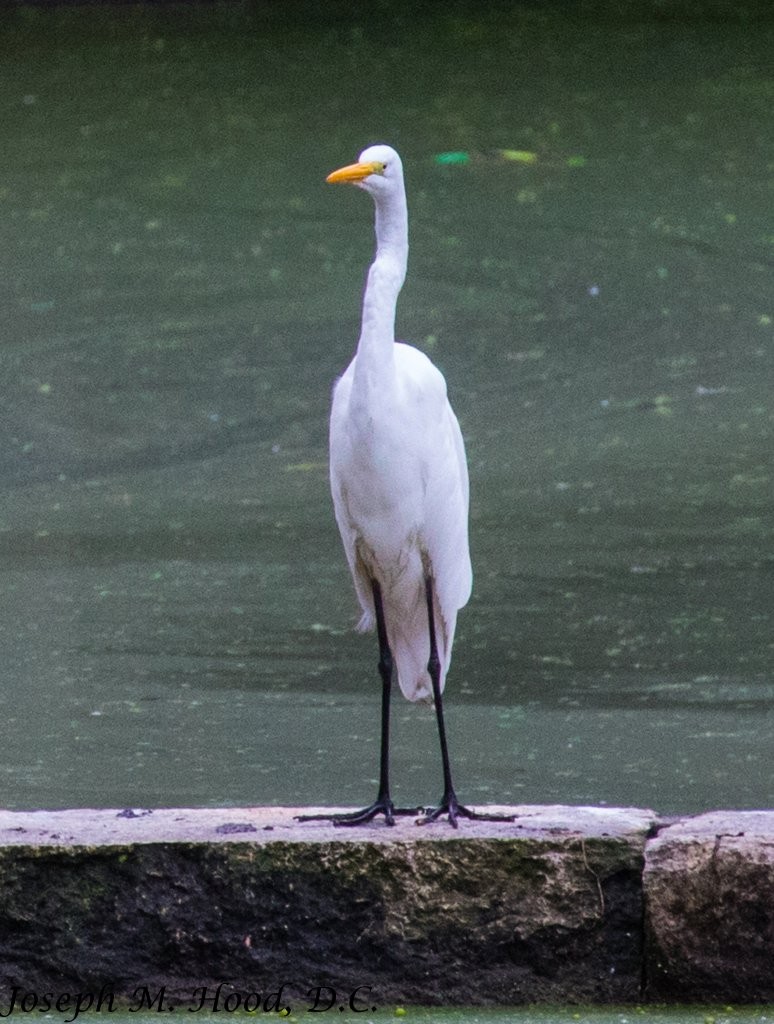 Great Egret - ML140243571