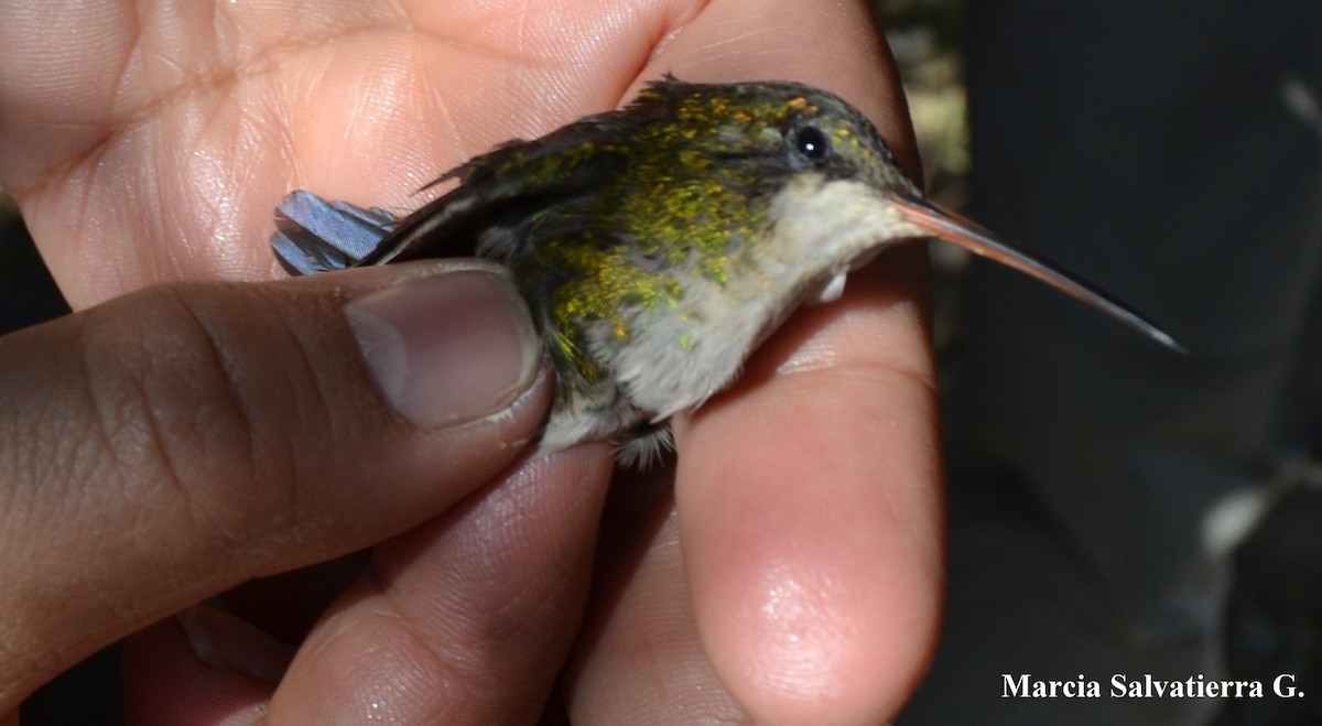 Glittering-bellied Emerald - ML140243951